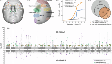 Combined genome-wide association study of facial traits in Europeans increases explained variance and improves prediction