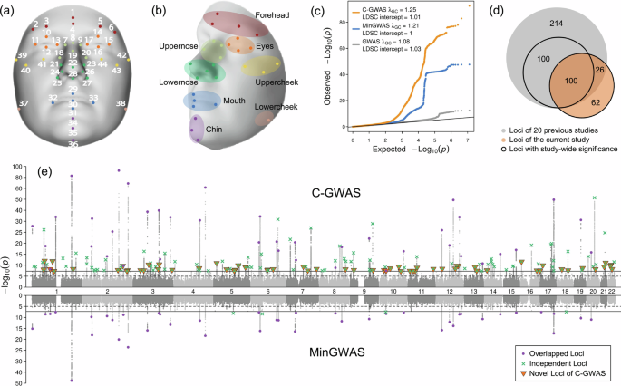 Combined genome-wide association study of facial traits in Europeans increases explained variance and improves prediction