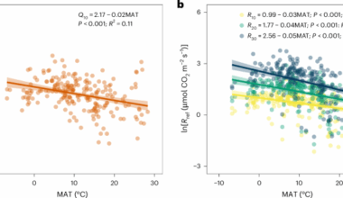 Thermal adaptation of respiration in terrestrial ecosystems alleviates carbon loss