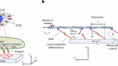 Elastic properties of force-transmitting linkages determine multistable mechanosensitive behaviour of cell adhesion