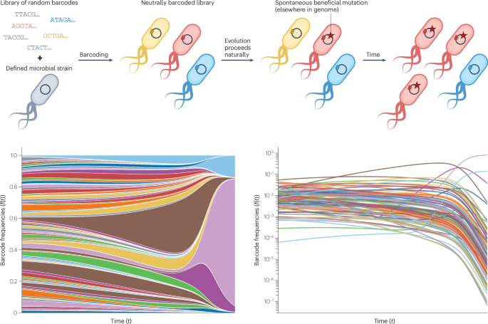 Experimental evolution in an era of molecular manipulation