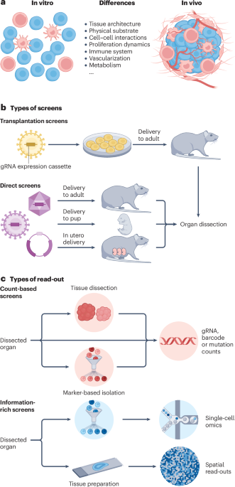 Methods and applications of in vivo CRISPR screening
