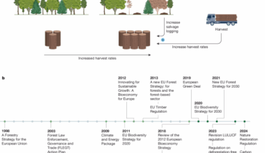 Securing the forest carbon sink for the European Union’s climate ambition