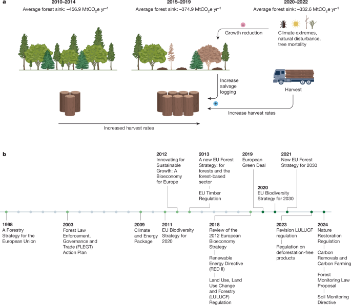 Securing the forest carbon sink for the European Union’s climate ambition