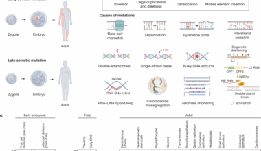 The Somatic Mosaicism across Human Tissues Network