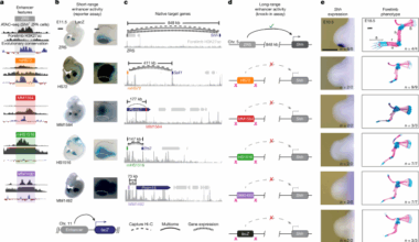 Range extender mediates long-distance enhancer activity