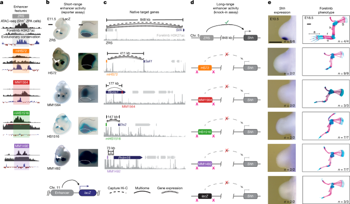 Range extender mediates long-distance enhancer activity