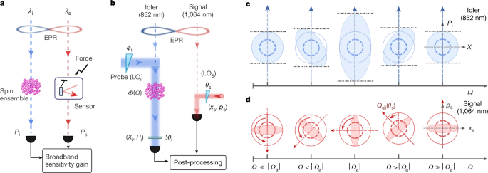 Hybrid quantum network for sensing in the acoustic frequency range
