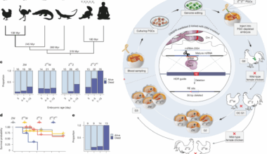 A male-essential miRNA is key for avian sex chromosome dosage compensation