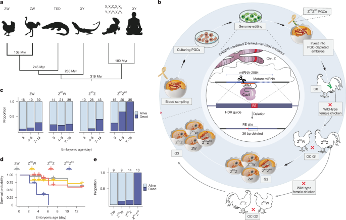 A male-essential miRNA is key for avian sex chromosome dosage compensation