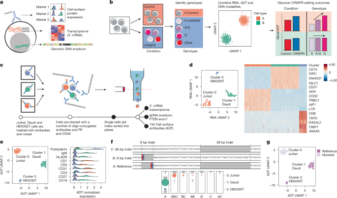 Precisely defining disease variant effects in CRISPR-edited single cells