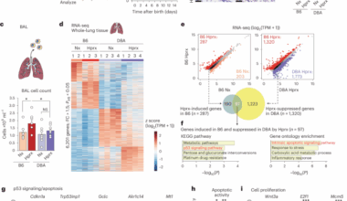 Genetic variation in the activity of a TREM2–p53 signaling axis determines oxygen-induced lung injury