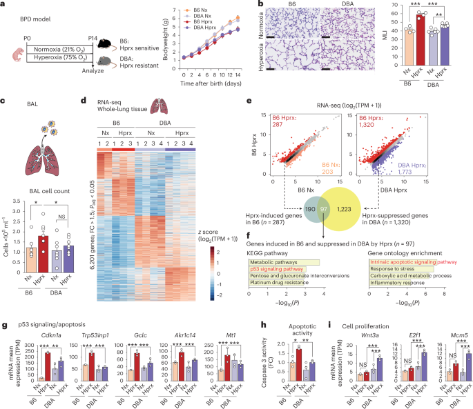 Genetic variation in the activity of a TREM2–p53 signaling axis determines oxygen-induced lung injury
