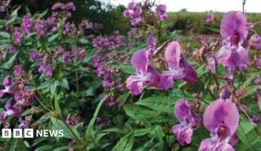 Himalayan Balsam growing wild with large purple blooms
