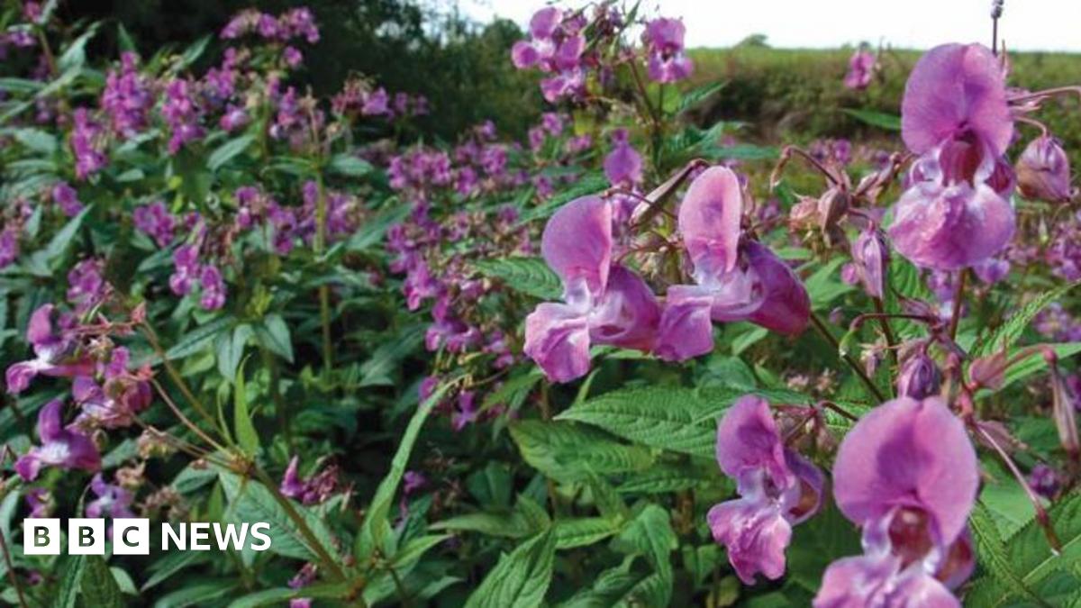 Himalayan Balsam growing wild with large purple blooms