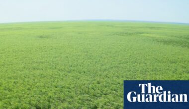 In Ukraine’s bombed out reservoir a huge forest has grown – is it a return to life or a toxic timebomb? | Ukraine