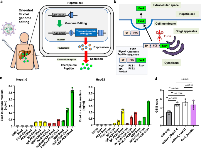 Targeted in vivo gene integration of a secretion-enabled GLP-1 receptor agonist reverses diet-induced non-genetic obesity and pre-diabetes