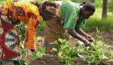 Feed Ghana and Grow24 are duplicative, pose implementation risks – Economist warns