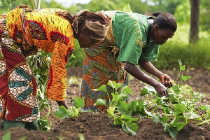 Feed Ghana and Grow24 are agric programmes under 24H+ Economy