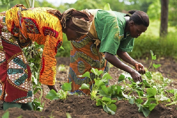 Feed Ghana and Grow24 are duplicative, pose implementation risks – Economist warns