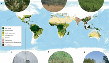 Alien plants and novel ecosystems in the Greater Tropics