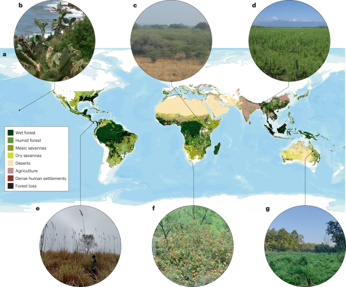Alien plants and novel ecosystems in the Greater Tropics