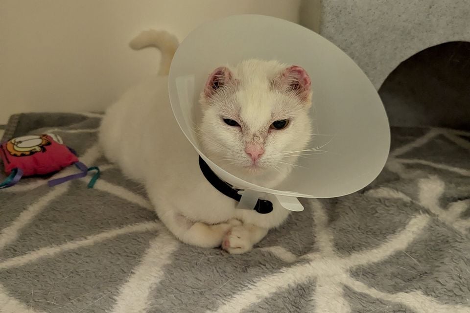 Carina the cat 
