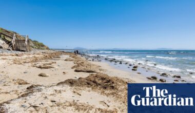 Thousands of tons of invasive seaweed ‘overwhelming’ Spanish beaches | Invasive species