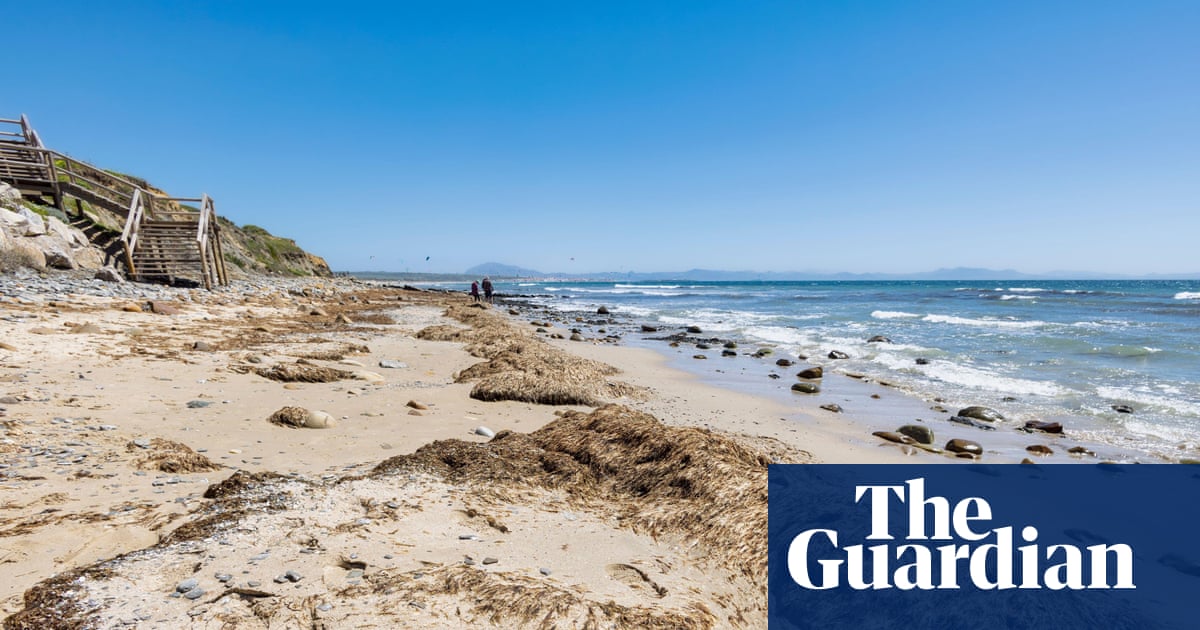 Thousands of tons of invasive seaweed ‘overwhelming’ Spanish beaches | Invasive species