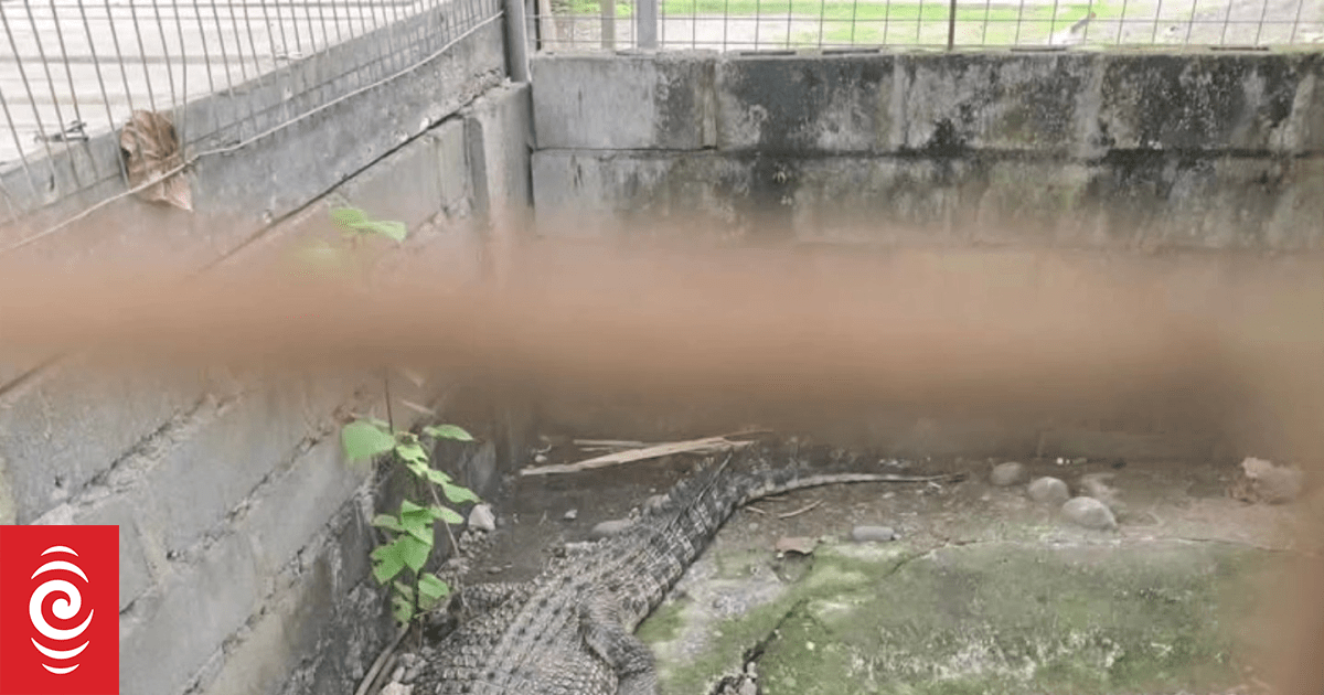 Crocodiles that spent 25 years in concrete cage behind a cafe rehomed in sanctuary