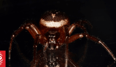 New venomous spider makes New Zealand home