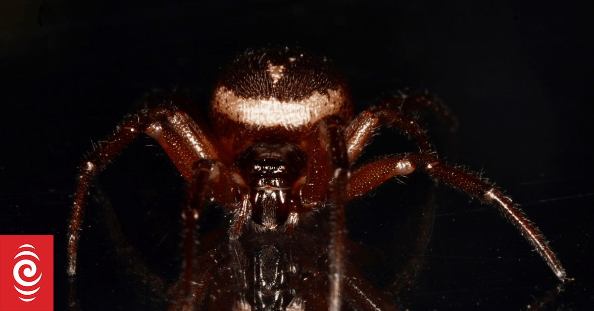 New venomous spider makes New Zealand home