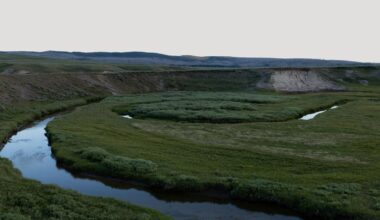 Yellowstone officials shut down rumors of animals leaving due to possible volcanic eruption