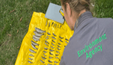 A picture of a lady wearing a grey shirt. She has Environment Agency written in green on the back. There is a yellow sheet with dead fish.