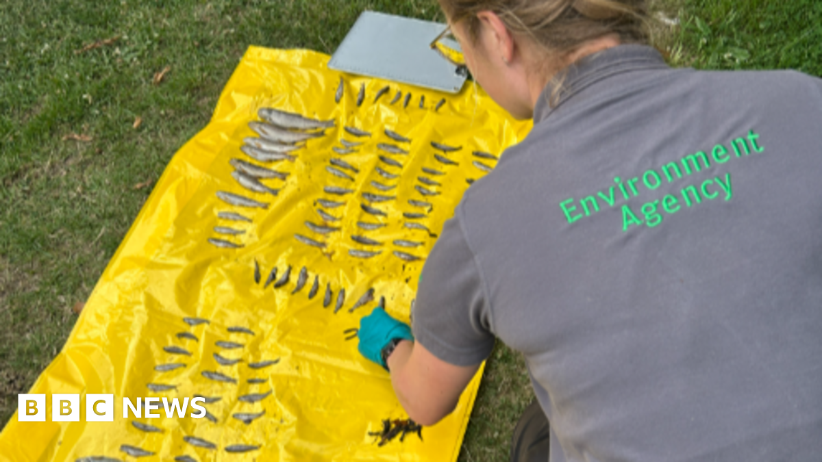 A picture of a lady wearing a grey shirt. She has Environment Agency written in green on the back. There is a yellow sheet with dead fish.