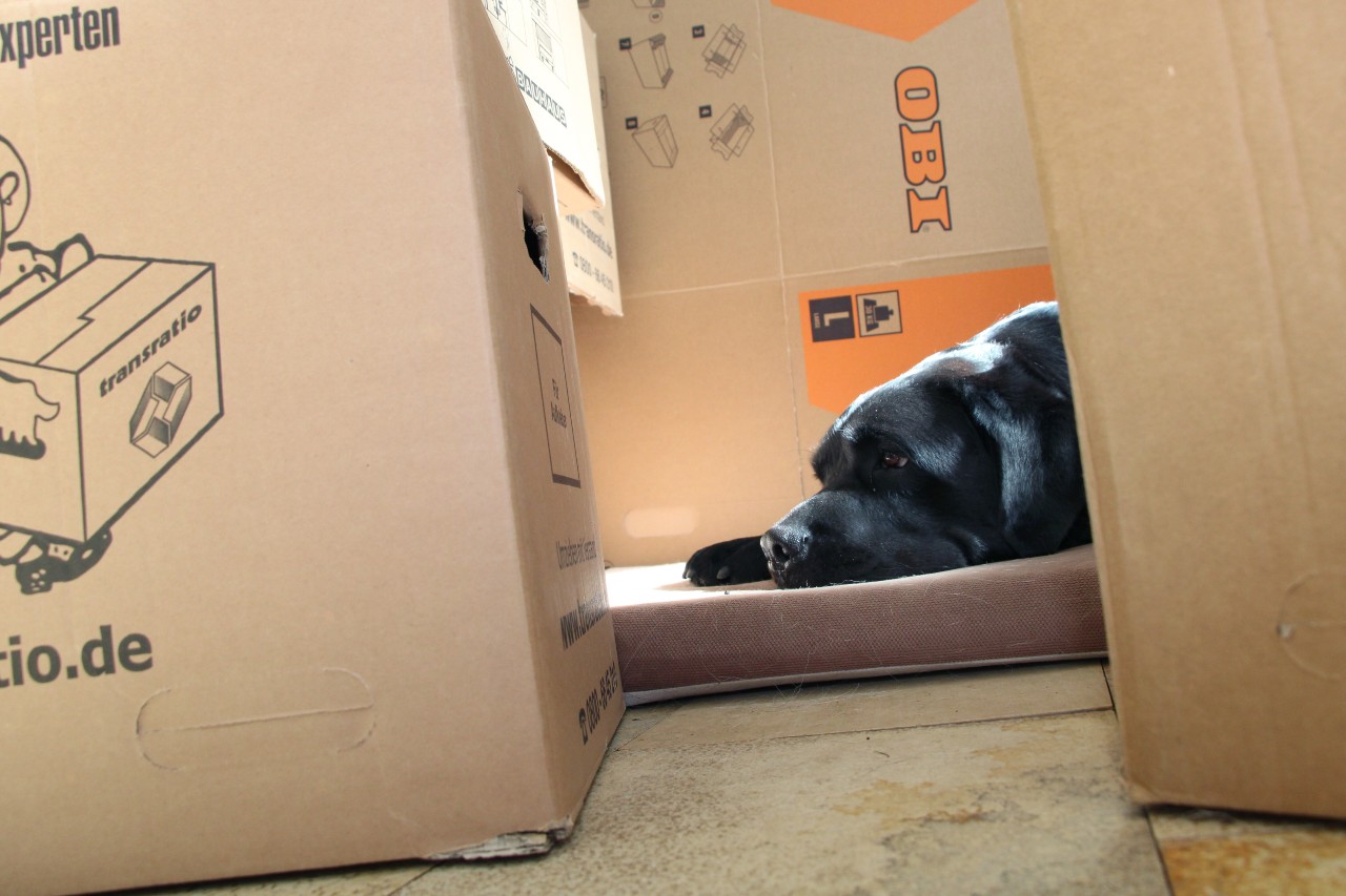 Dog in a flat in Germany