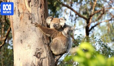 Seven koalas die during NSW national park translocation project