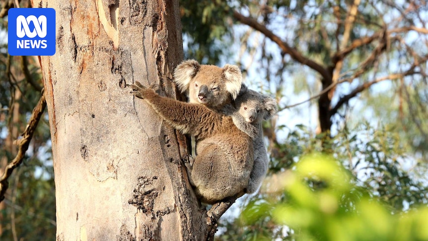 Seven koalas die during NSW national park translocation project