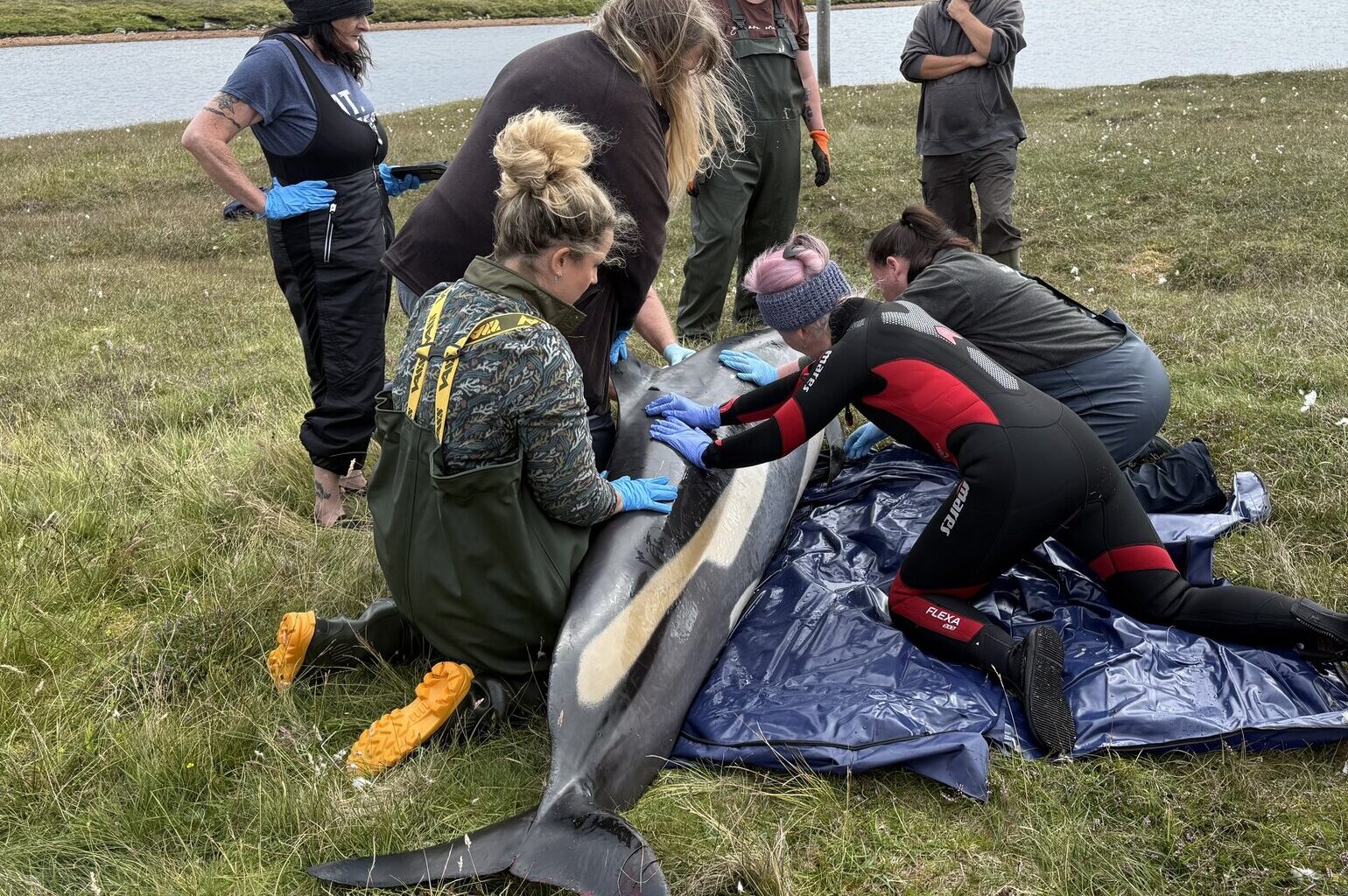 ‘Sad day’ as two dolphins strand on Yell