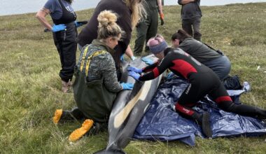 ‘Sad day’ as two dolphins strand on Yell