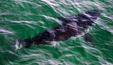 50 years after Jaws, will B.C. ever see more great white sharks?