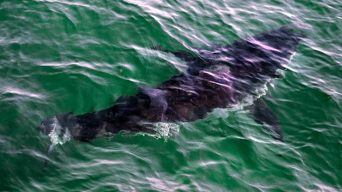 50 years after Jaws, will B.C. ever see more great white sharks?