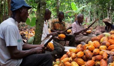 New EU regulation sparks bankruptcy fears in Africa's largest cocoa-producing country