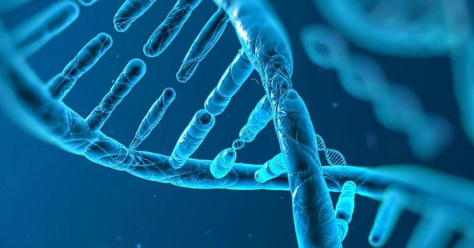 Researchers develop tool to improve genetic predictions