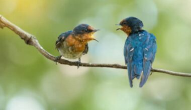 The loudest animal on the planet - not a lion or blue whale | Nature | News
