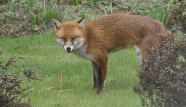 Gardeners disturbing foxes in garden risk £5,000 fine ‘per animal’
