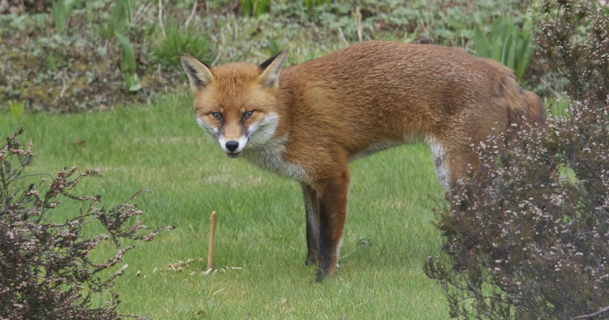 Gardeners disturbing foxes in garden risk £5,000 fine ‘per animal’