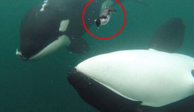 Killer whales spotted giving gifts to humans in random acts of kindness | World | News