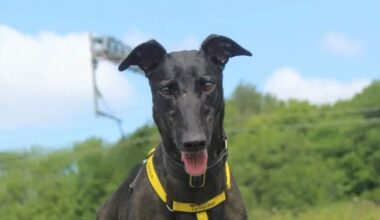 Britain's unluckiest dog still looking for home after being rejected 7 times | UK | News