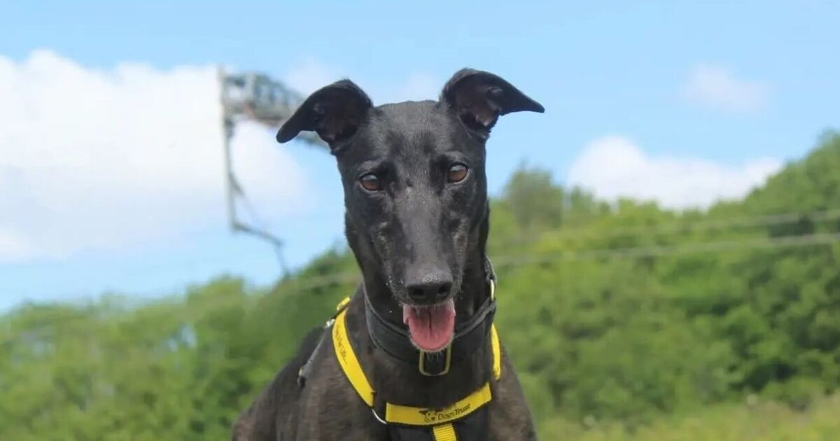 Britain's unluckiest dog still looking for home after being rejected 7 times | UK | News